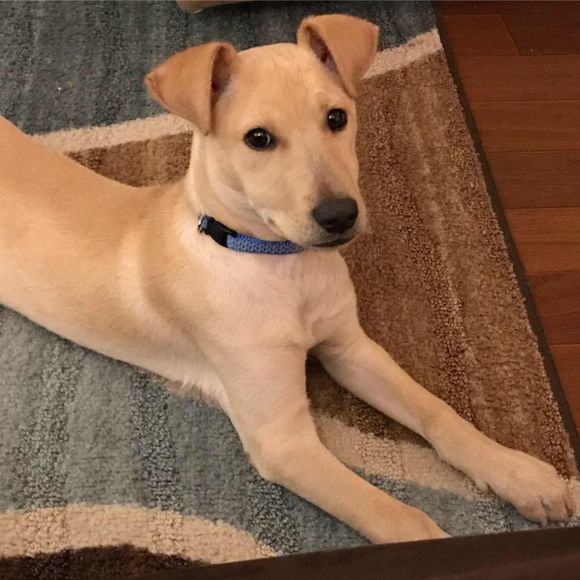 Meet your Posher, Kirk - Picture 1 of 1